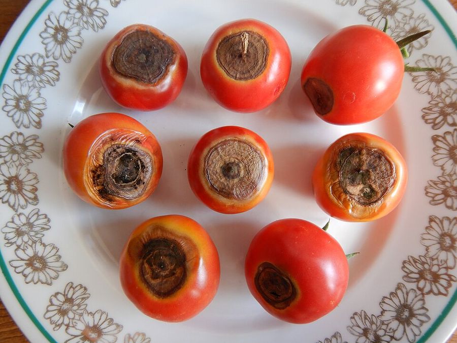 Чёрная гниль (альтернариоз)